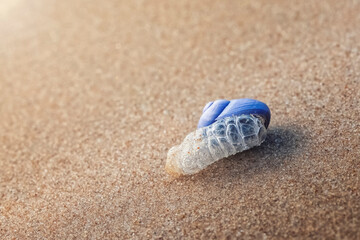 Fototapeta na wymiar snail with a shell of blue color