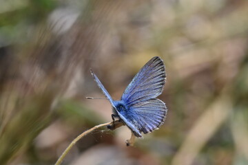 A black-eye blue butterfly (Glaucopsyche melanops) with open wings