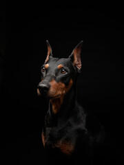 Fototapeta na wymiar Standard pinscher on a black background. Portrait of a dog in the studio. beautiful pet