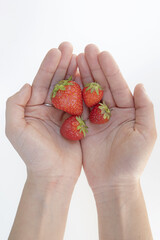 Obraz premium Hands holding four strawberries seen from above on a white background