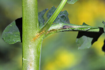 Damaged plant of Oilseed Rape (Brassica napus) by Larva of Cabbage Stem Flea Beetle (Psylliodes chrysocephala).