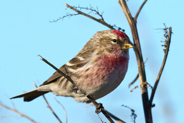 Common redpoll (Acanthis flammea)