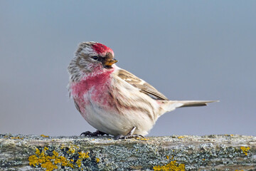 Common redpoll (Acanthis flammea)
