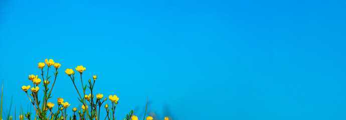 yellow and white flowers on blue background sky with free side for your text