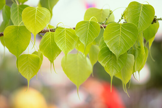 The leaves of the beautiful green Bodhi tree