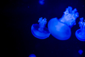 Naklejka na ściany i meble jellyfish in blue water