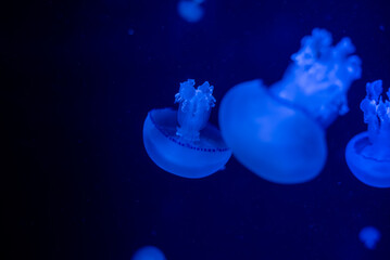 jelly fish in the water