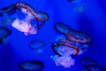 jellyfish in the water