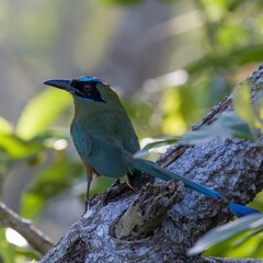 Whooping Motmot (Momotus subrufescens)