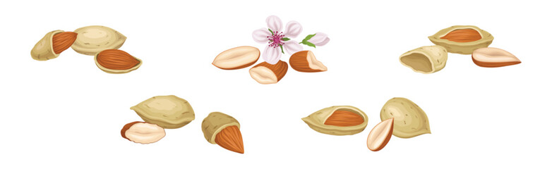Fototapeta na wymiar Almond Nut Kernel or Seed in Shell as Dried Snack Vector Set