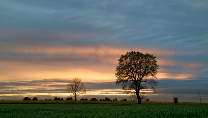 Samotne drzewo na polach o zachodzie słońca.