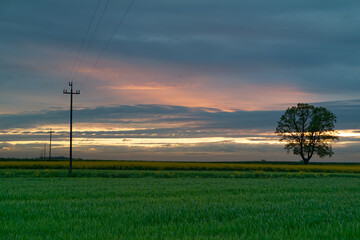 Samotne drzewo na polach o zachodzie słońca.Słupy energetyczne niskiego napięcia o zachodzie...