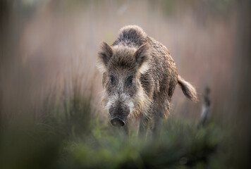 Wild boar ( Sus scrofa ) close up