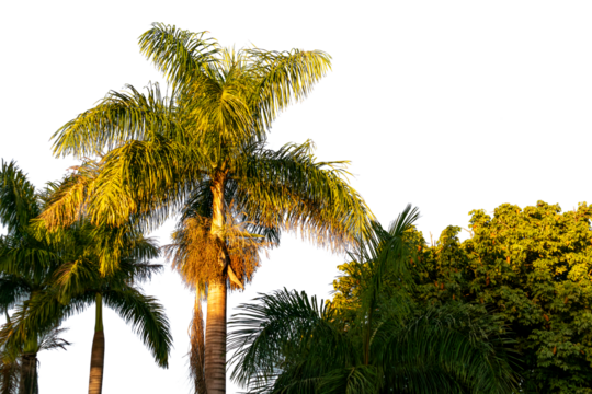 Palm trees and mango trees isolated on white background