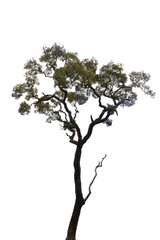 Obraz premium big tree isolate on white background