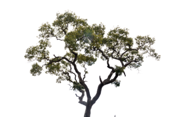 big tree isolate on white background