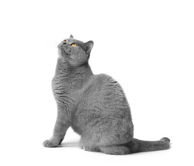 British shorthair cat sits on a white background and looks up with interest.