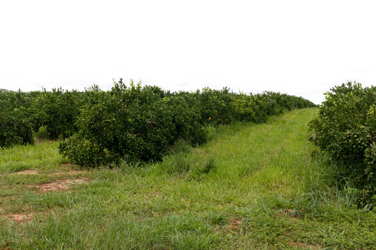 Rows of orange trees in the plantation, orange tree plantation in Uberaba, Minas Gerais. sky on white background