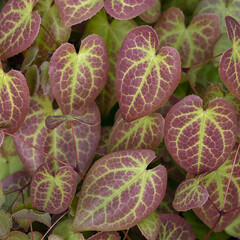 Closeup of colourful leaves of Epimedium × versicolor 'Sulphureum' in a garden in Spring