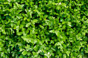 green boxwood twigs with visible details. background or texture