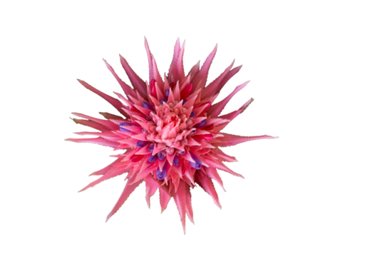 Colorful flower of spring blooming red tropical bromeliad plant, Aechmea fasciata, urn plant, Bromeliaceae, guzmania, isolated on white background