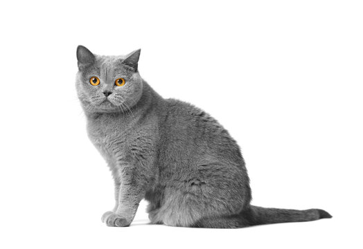 British shorthair cat sits on a white background and looks at the camera.