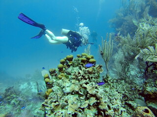 SCUBA diver swimming above the reef, off the coast of Utila, Honduras