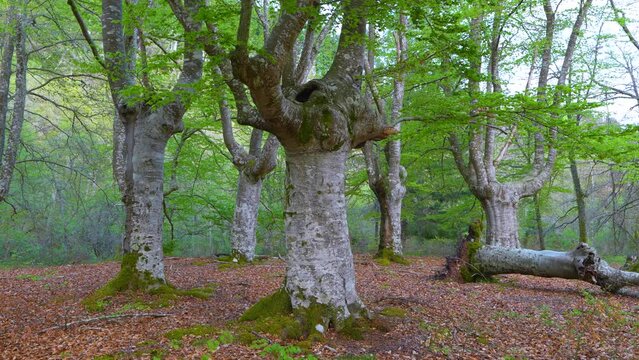 Pollarded beech trees in spring in the Gorbeia Natural Park. Alava province. Basque Country, Spain, Europe