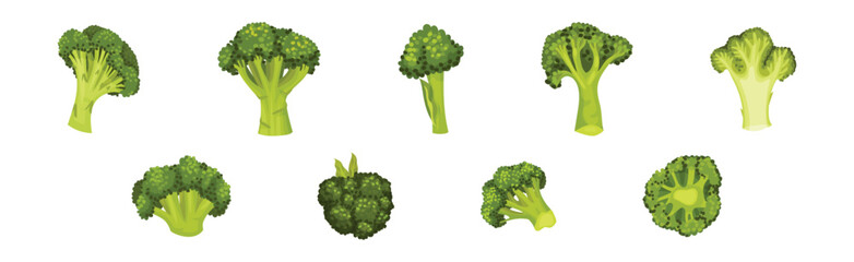 Green Broccoli Cabbage on Stalk as Healthy Nutrition Vector Set © Happypictures