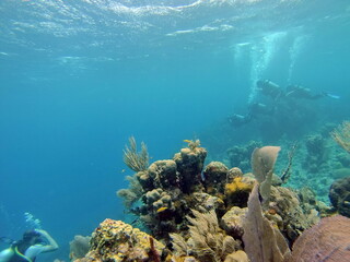 SCUBA divers swimming above the reef, off the coast of Utila, Honduras