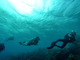 SCUBA divers swimming above the reef, off the coast of Utila, Honduras © Angela