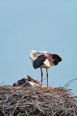 Stork takes care of its feathers