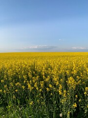 A field of bright yellow blooming rapeseed. Concept: agronomy, harvest, export of agricultural products. Background texture: yellow rapeseed field and blue sky.