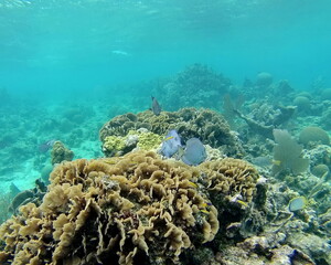 Naklejka na ściany i meble Tropical fish on the reef, off the coast of Utila, Honduras