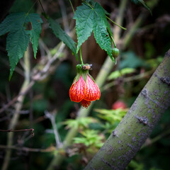 close up of red chinese lantern flower and a bee