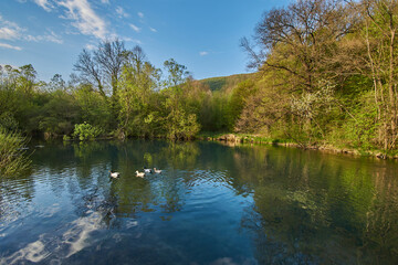 Fototapeta na wymiar Beautiful landscape with river and ducks -Krupajsko vrelo, Serbia