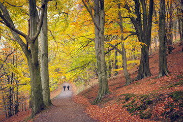 Silhouettes of two walkers and a dog on a pathway through majestic autumn woodland in the Peak...