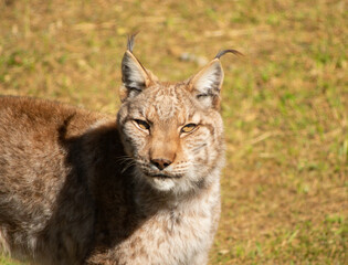 Lince ibérico