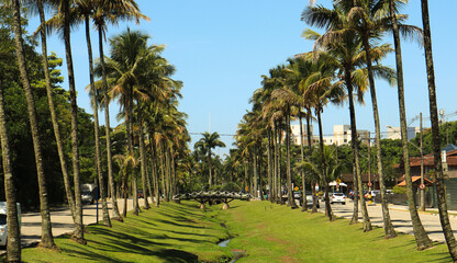 Corredor de árvores na avenida próximo a praia de Riviera de São Lourenço em Bertioga SP...