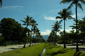 Paisagem de árvores palmeiras próximo a praia de Rivieira em São Paulo. 
