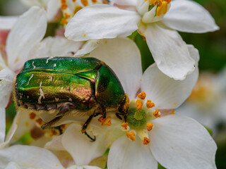 scarabée sur une fleur