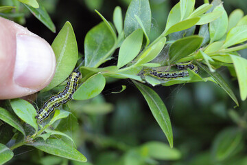 Caterpillars of Box tree moth (Cydalima perspectalis) on Boxwood (Buxus sempervirens). In Europe, it is an alien and invasive pest species destroying boxwood shrubs.