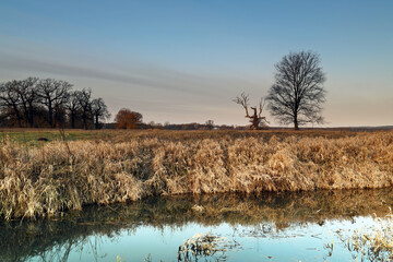 Landscape in the park. Old trees.