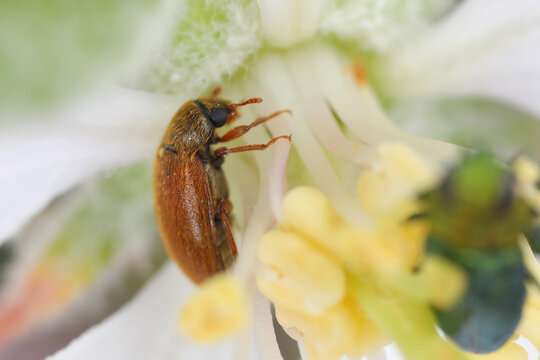 Raspberry Beetle (Byturus ochraceus), on a flower of apple tree.