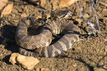 Obraz premium Western rattlesnake
