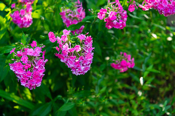 Pink phlox bushes in the park. Selective focus on a beautiful bush of blooming flowers and green leaves under sunlight in summer. Village theme in nature. Greeting card, invitation and border mockup.