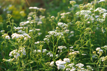 Beautiful meadow with spring wild flowers. Selective focus on a beautiful bush of blooming flowers under sunlight in summer. Meadow on a sunny summer day.