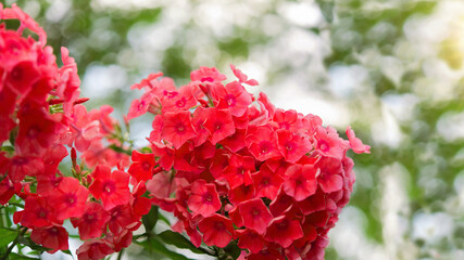 Pink phlox bushes in the park. Selective focus on a beautiful bush of blooming flowers and green leaves under sunlight in summer. Village theme in nature. Greeting card, invitation and border mockup.