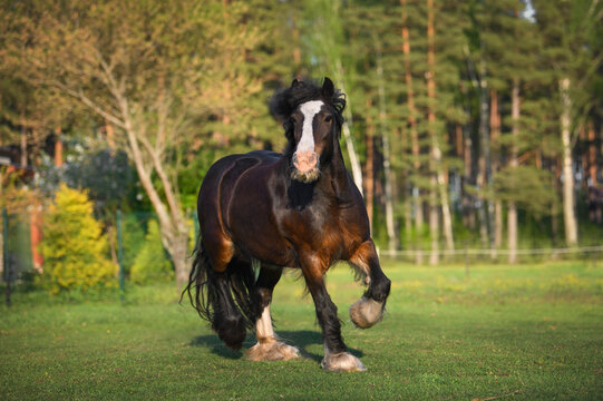 tinker horse running on a field in summer