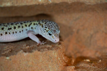 Leopard gecko lizard, close up macro. Cute Leopard gecko portrait (Eublepharis macularius).